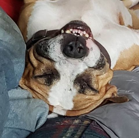 Meet your Posher, Cody - Picture 1 of 1